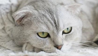 开云体育博彩-德甲积极探索数字化转播新模式，2021-2022德甲转播权